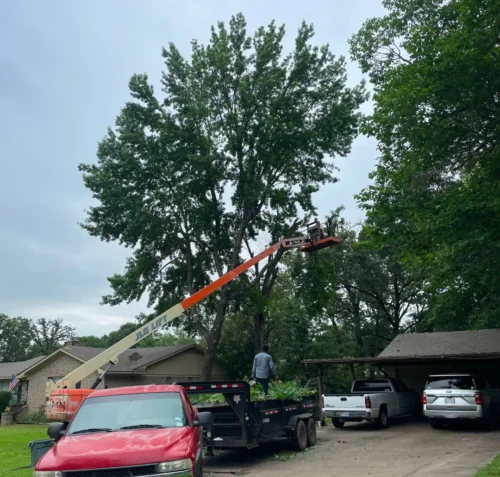 Tree trimming