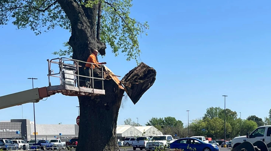 tree removal service